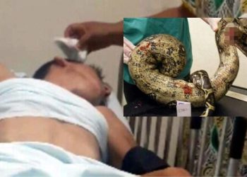 Paraense quase morre após enfiar cobra no toba