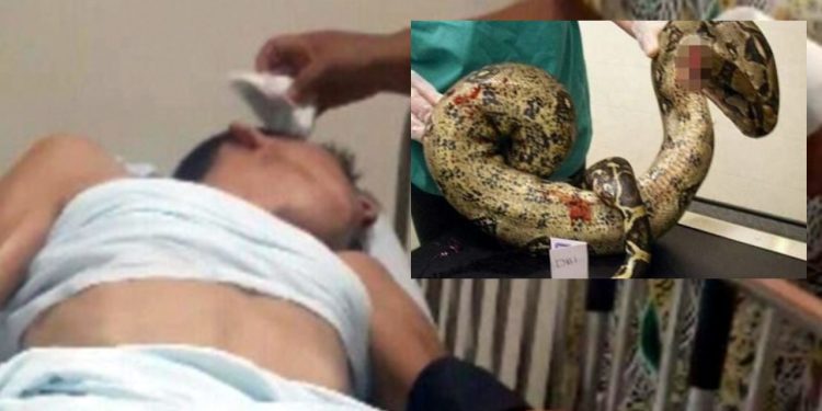 Paraense quase morre após enfiar cobra no toba