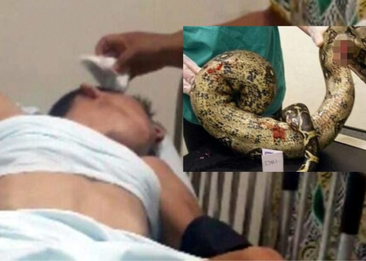 Paraense quase morre após enfiar cobra no toba