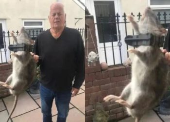 Rato do tamanho de um recém-nascido é capturado nos Estados Unidos