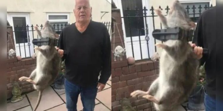 Rato do tamanho de um recém-nascido é capturado nos Estados Unidos