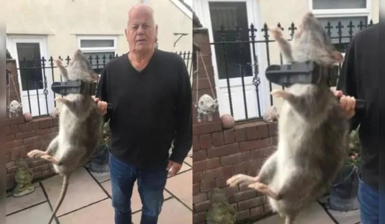 Rato do tamanho de um recém-nascido é capturado nos Estados Unidos
