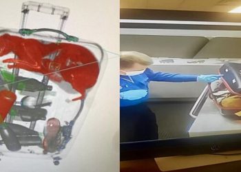 Funcionário de aeroporto toma susto ao ver gato vivo dentro de bagagem no raio-X