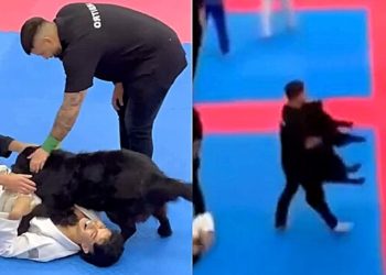 Cão invade arena para separar ‘briga’ de lutares de jiu-jitsu durante campeonato