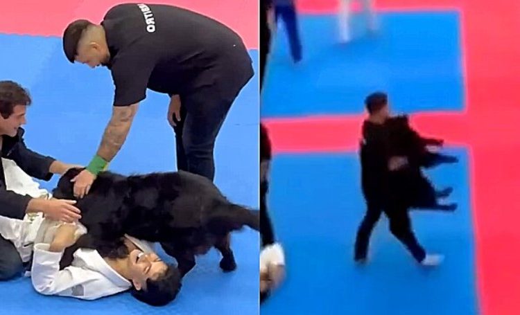 Cão invade arena para separar ‘briga’ de lutares de jiu-jitsu durante campeonato
