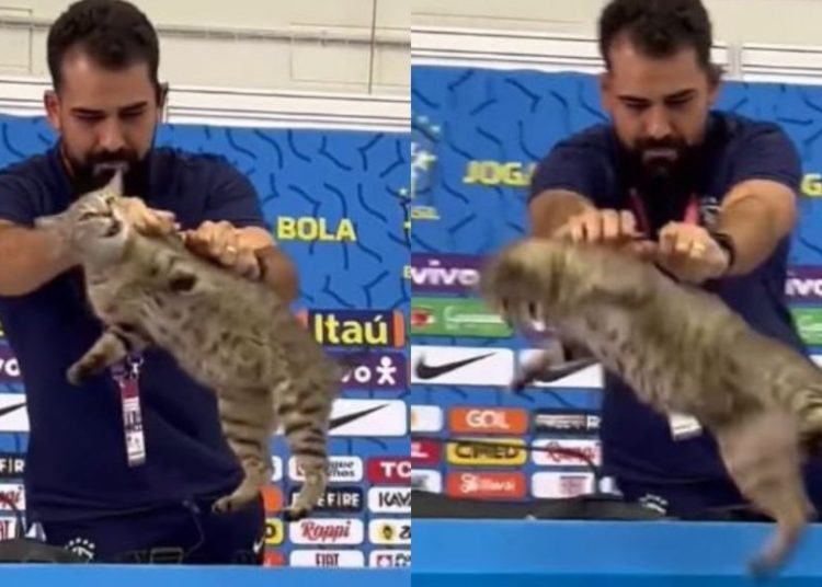 VÍDEO: Assessor da CBF joga gatinho que subiu em bancada durante entrevista