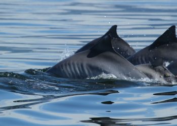 Pesquisadores estudam aparecimento de 500 botos-cinza em praias do Rio