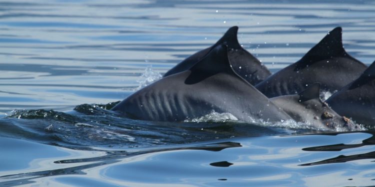 Pesquisadores estudam aparecimento de 500 botos-cinza em praias do Rio