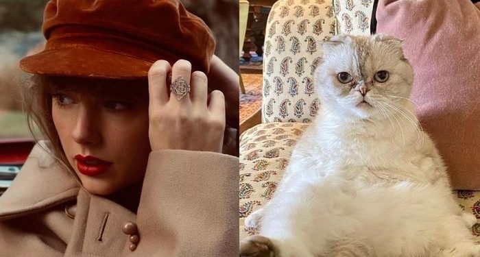 Com R$ 521 milhões em patrimônio, gata de Taylor Swift é o 3º pet mais rico do mundo