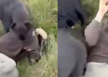 CENAS FORTES: Pedófilo que marcou encontro com criança é recebido por cães