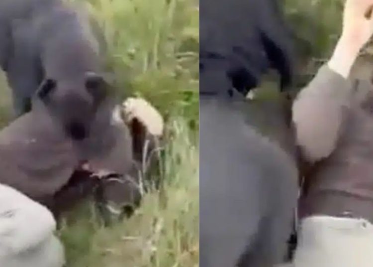 CENAS FORTES: Pedófilo que marcou encontro com criança é recebido por cães