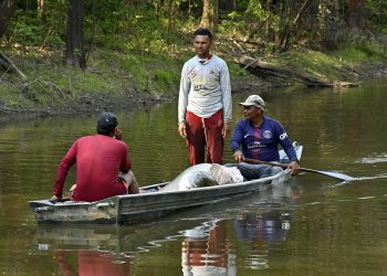 Proteção das terras indígenas Paumari no AM ganha reforço com o manejo do pirarucu