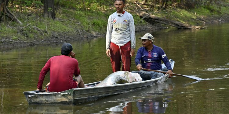 Proteção das terras indígenas Paumari no AM ganha reforço com o manejo do pirarucu