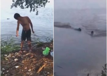 Vídeo: homem nada em lago proibido para banho e é atacado por jacaré