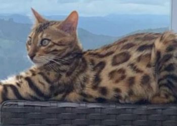 Gata jogada na mata por se parecer com filhote de onça é encontrada