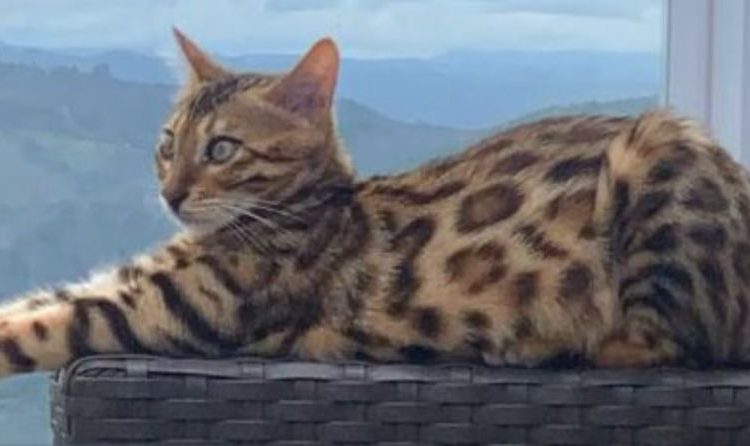 Gata jogada na mata por se parecer com filhote de onça é encontrada