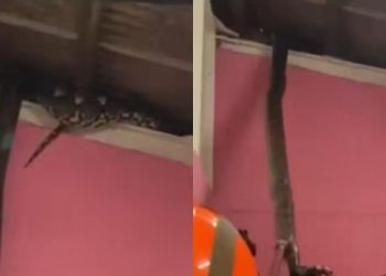 Cobras gigantes são encontradas em teto de residência
