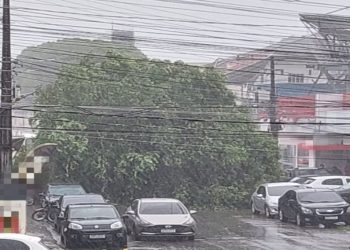 Árvore tomba e interdita Emílio Moreira