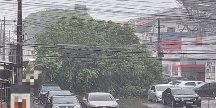 Árvore tomba e interdita Emílio Moreira