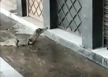 Jacaré aparece na porta de loja durante chuva em Manaus
