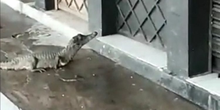 Jacaré aparece na porta de loja durante chuva em Manaus