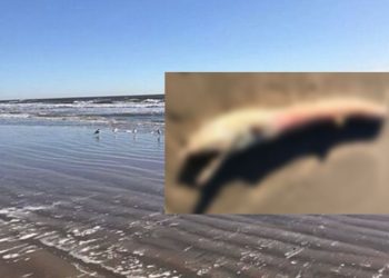 Durante caminhada na praia, mulher encontra criatura bizarra; VEJA