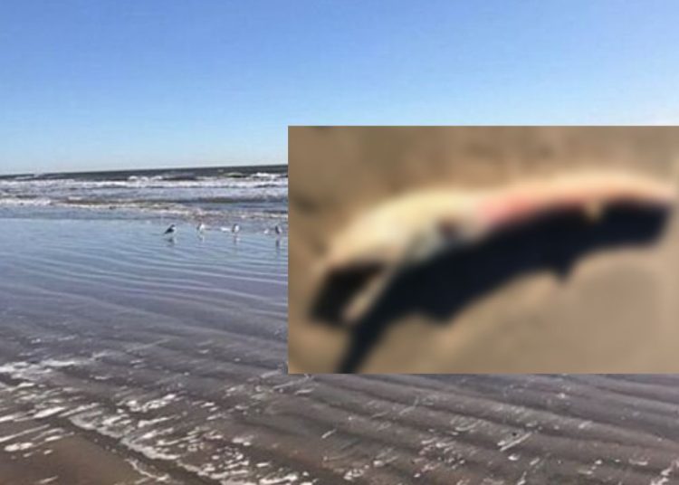Durante caminhada na praia, mulher encontra criatura bizarra; VEJA
