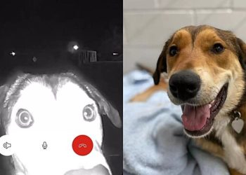 Ela percorreu 16 km e voltou até o local onde foi adotada e apertou na companhia. O caso ocorreu no Texas, Estados Unidos.