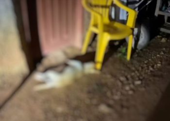 No Pará, cadela morre após ser estupr4ada por homem durante dois dias