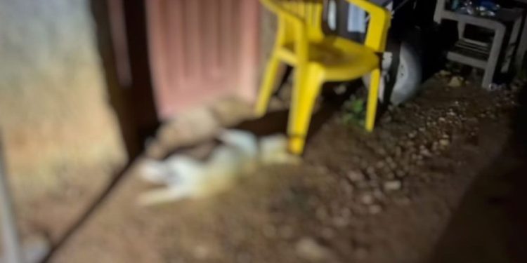 No Pará, cadela morre após ser estupr4ada por homem durante dois dias