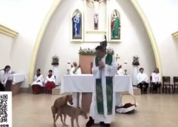 Vídeo: Cães sobem ao altar, cruzam e ficam grudados durante missa