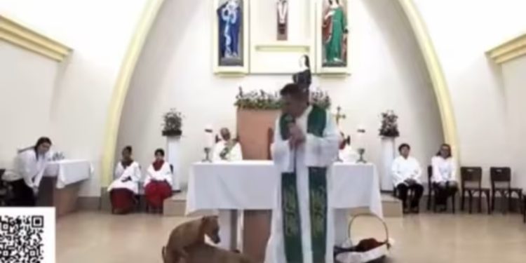 Vídeo: Cães sobem ao altar, cruzam e ficam grudados durante missa