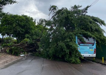 Árvore tomba e interdita Emílio Moreira