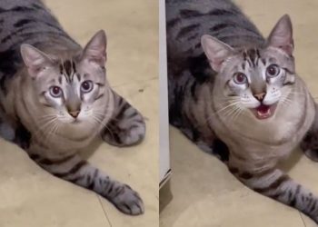 Vídeo impressionante mostra gato dizendo ‘mamãe’