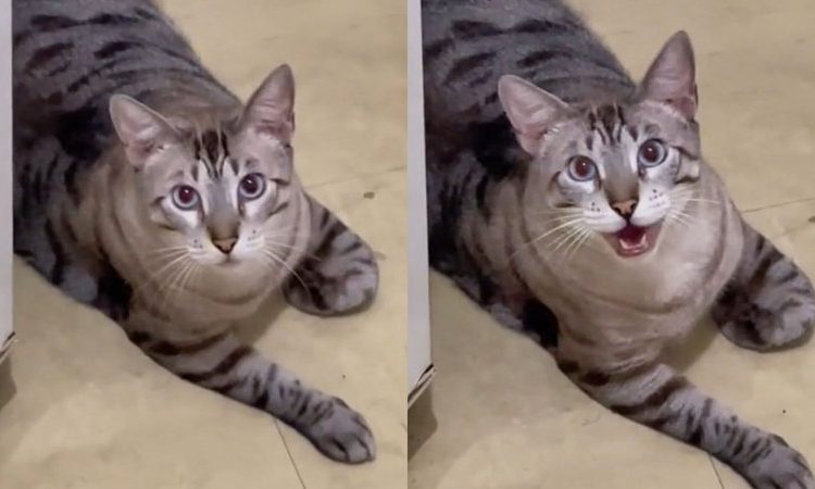 Vídeo impressionante mostra gato dizendo ‘mamãe’
