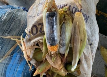 Drogas são apreendidas dentro de macaxeiras e milho