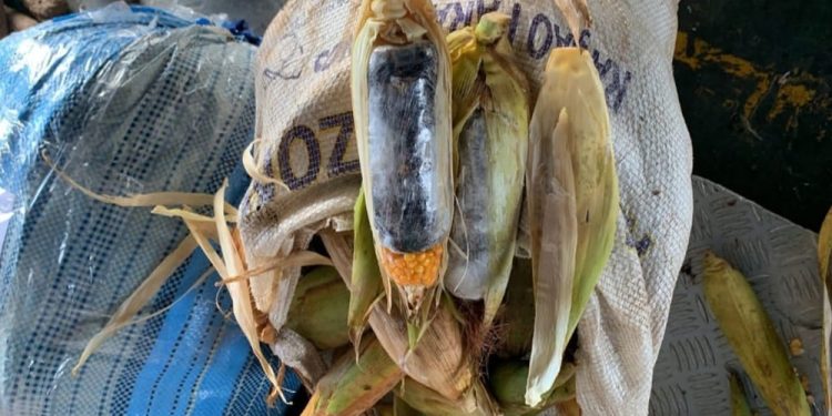 Drogas são apreendidas dentro de macaxeiras e milho