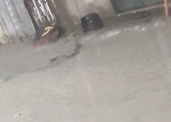 Vídeo: chuva arrasta cobra para porta de casas em Manaus