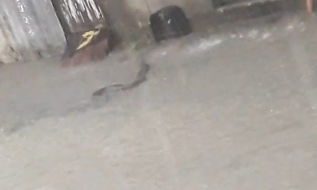 Vídeo: chuva arrasta cobra para porta de casas em Manaus