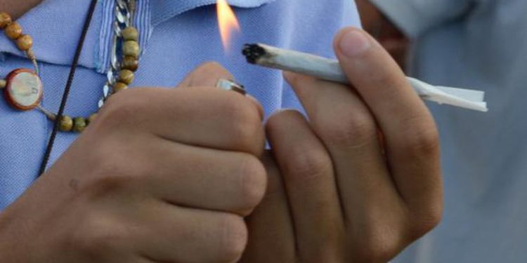 Legalizar Cannabis pode aumentar uso sem reduzir criminalidade