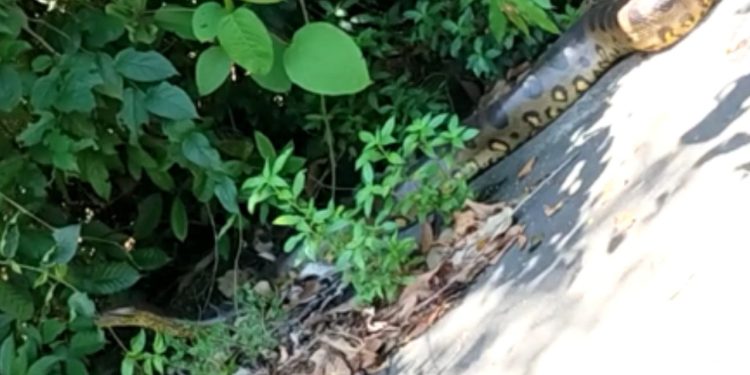 Os moradores do bairro Coroado registraram uma cobra da espécie sucuri 'dando uma voltinha' no Conjunto Acariquara, zona leste de Manaus.
