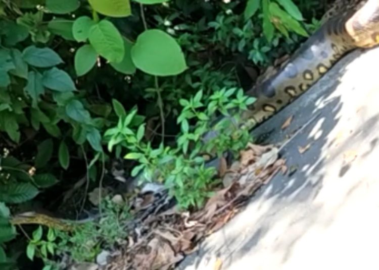 Os moradores do bairro Coroado registraram uma cobra da espécie sucuri 'dando uma voltinha' no Conjunto Acariquara, zona leste de Manaus.