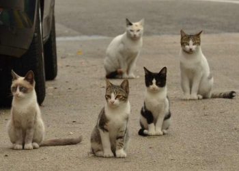 No início da pandemia de Covid-19, o governo do Reino Unido teria considerado matar todos os gatos da nação.