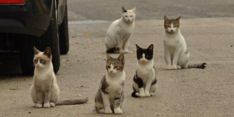 No início da pandemia de Covid-19, o governo do Reino Unido teria considerado matar todos os gatos da nação.