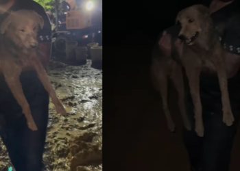 Um veterinário postou um vídeo sobre um cachorro que foi resgatado com vida em meio aos escombros do deslizamento de terra ocorrido em Manaus