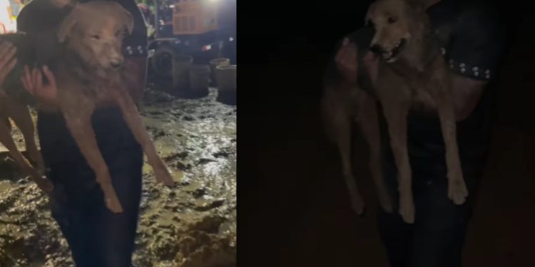 Um veterinário postou um vídeo sobre um cachorro que foi resgatado com vida em meio aos escombros do deslizamento de terra ocorrido em Manaus