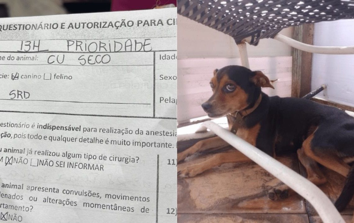 Uma veterinária fez uma paciente ficar famosa ao compartilhar o prontuário da cadela C* Seco, que chegou para ser castrada.