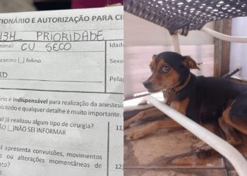 Uma veterinária fez uma paciente ficar famosa ao compartilhar o prontuário da cadela C* Seco, que chegou para ser castrada.