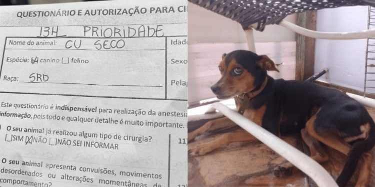 Uma veterinária fez uma paciente ficar famosa ao compartilhar o prontuário da cadela C* Seco, que chegou para ser castrada.