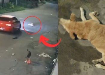 Moradores do Residencial Yael em Manaus, registraram um BO após um motorista matar uma cadela atropelada e fugir sem prestar socorro.